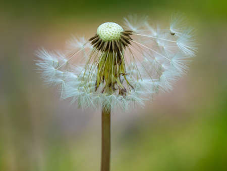 Gray dandelion, gray ow-thistle flower, half empty half full, on meadow background, perfect for background, green, close-up for a seeds, macro photography, textureの写真素材