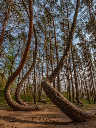 Crooked tree trunks in a forest called Krzywy Las, park near Szczecin and Gryfino, tourist atractionの写真素材