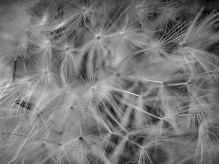 Black and white background full of gray dandelion, gray ow-thistle flower, perfect for background, close-up for a seeds, macro photography, textureの写真素材