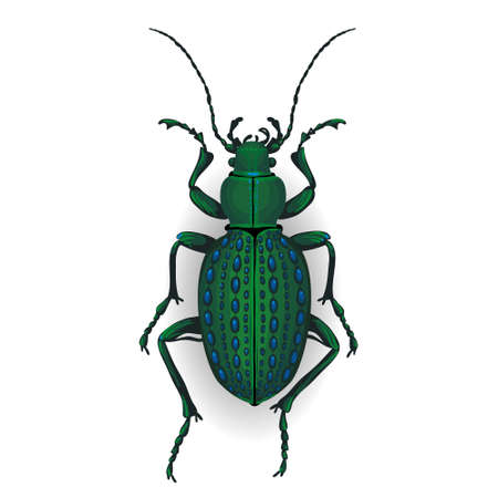 big green beetle Insect isolated on the white background.のイラスト素材