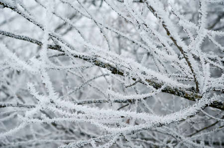 branch a pine with the snowの写真素材