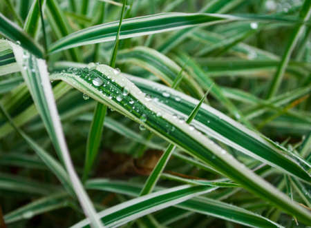water drops on the green grass