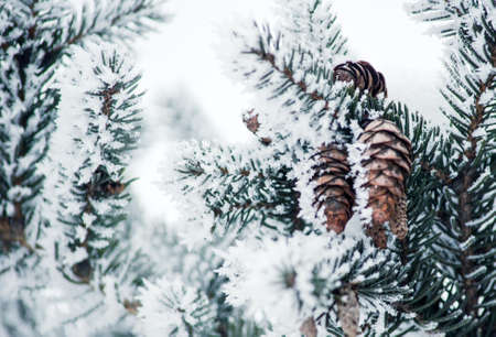 Pine branch with snow on itの写真素材