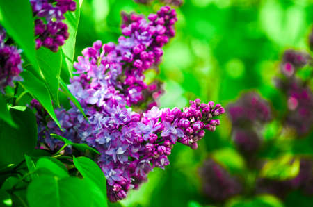 lilac flower close up