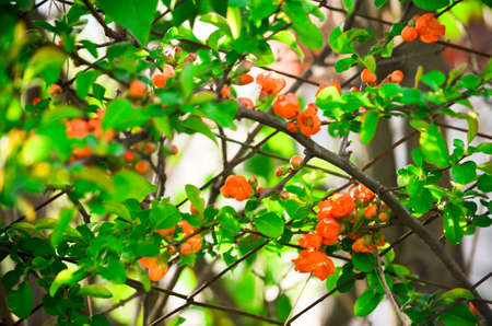 Orange flowers on the fence in sunlightの写真素材