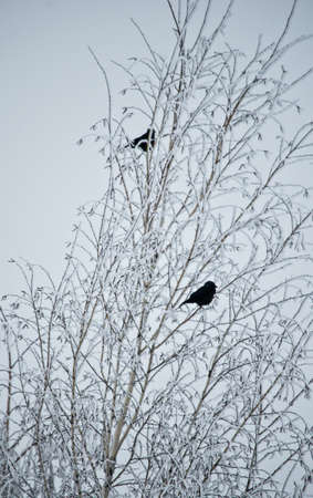 Two black birds sittinf on a tree covered with snow and frostの写真素材