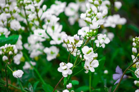 Bush of delicant white flowers close upの写真素材