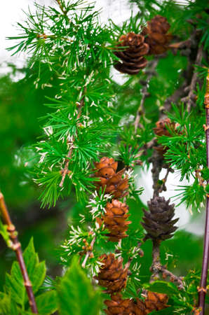little pine cones on green wet branchの写真素材