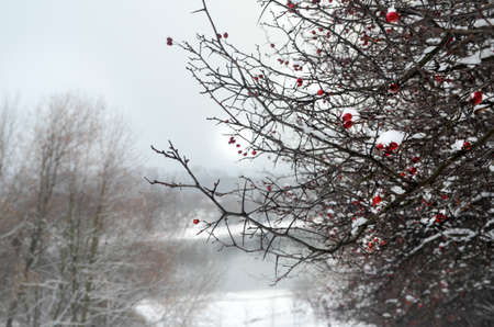 Ice on the river in the winter day in forestの写真素材