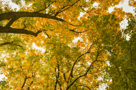 A view in the autumn forest upwardsの写真素材
