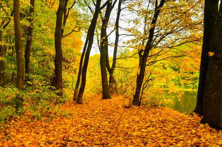 Golden autumn scene in a park, with falling leaves,の写真素材