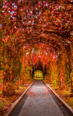 Autumn alley with red, orange and yellow leaves in the parkの写真素材
