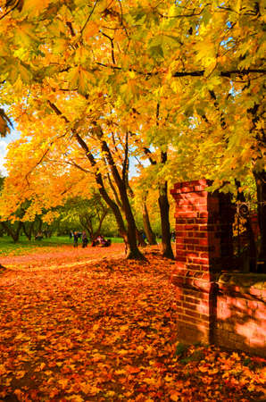 Golden autumn scene in a park, with falling leaves,の写真素材