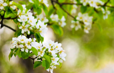 Springtime flowers on the branches of a tree
