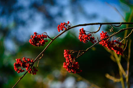Autumn rowan tree with blue sky and forest at backgroundの写真素材