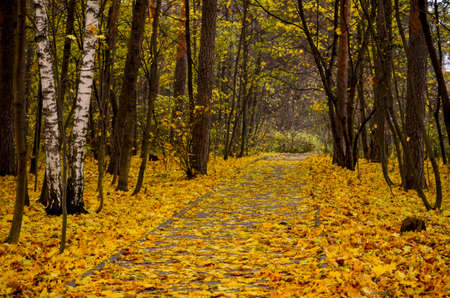 beautiful romantic birch alley in an autumn forestの写真素材