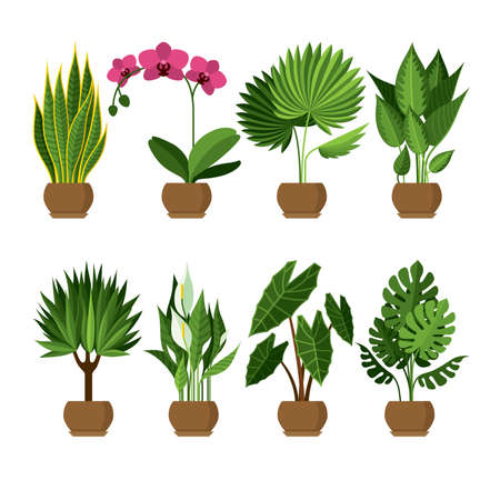 Vector collection of indoor, house plants in pots. Home decorative and deciduous plants in a flat style. Set of elements for design house, room or office. Isolated elements on white background.のイラスト素材