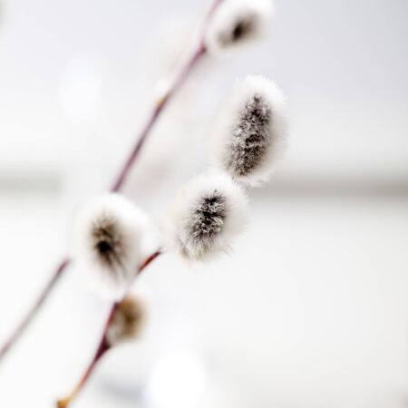 Willow branches on a white wooden background. Easter background.