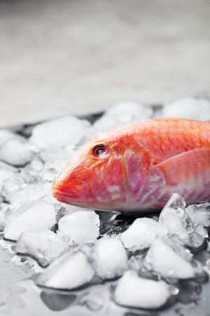 Red mullet fish on a an ice cubes on a black stone boardの写真素材