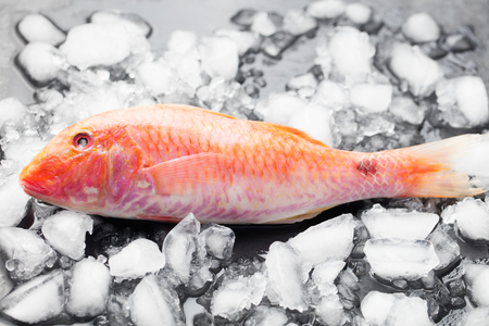 Red mullet fish on a an ice cubes on a black stone boardの写真素材