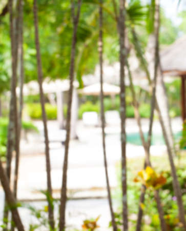 Summer tropical blurred background Swimming pool palm treeの写真素材