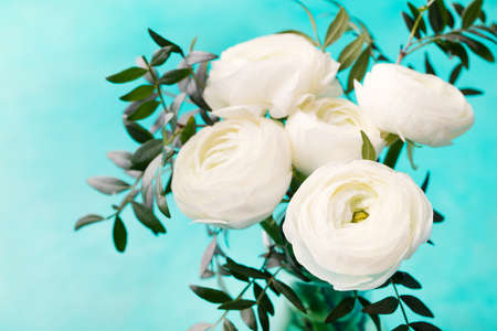 White ranunculus flowers in a glass vase Blue background Copy spaceの写真素材