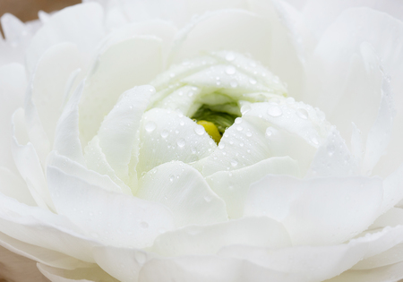 White floating ranunculus flowers. Spa wellness background Copy spaceの写真素材