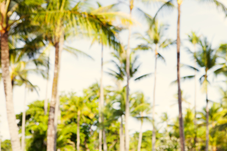 Summer tropical palm trees blurred background Tonnedの写真素材