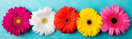 Colorful gerbera flowers on blue stone background. Top view. Copy space