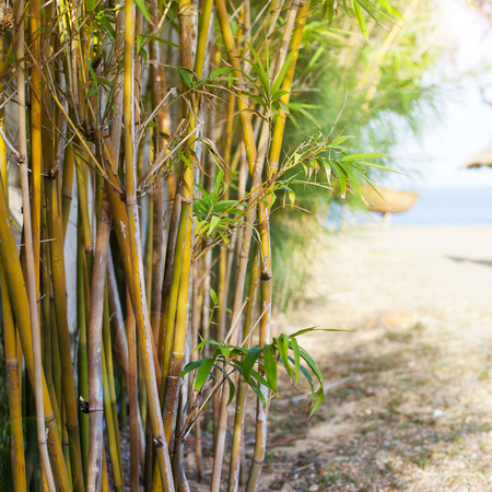 Bamboo trees on sea, beach background. Copy space.の写真素材