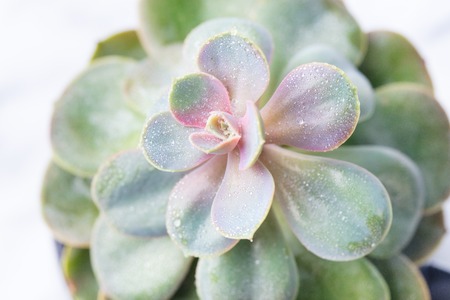 Succulent plant on marble background. Top viewの写真素材