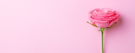 Rose flower on pink background. Top view. Copy spaceの写真素材