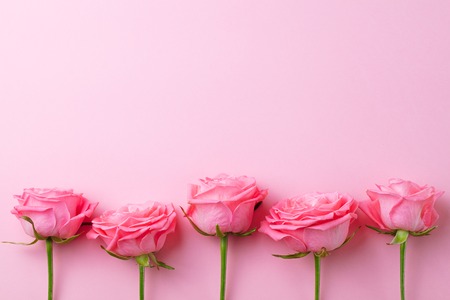 Rose flower on pink background. Top view. Copy space.の写真素材