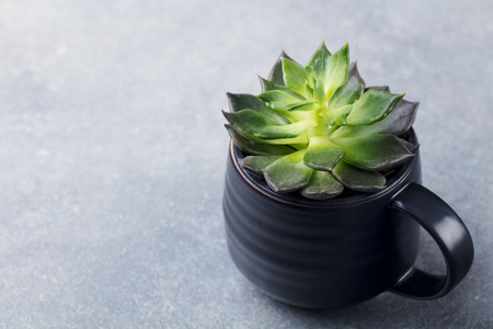 Home plant succulent.の写真素材