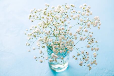 Gypsophila, baby breath flowers in glass vase on blue background. Close up.の写真素材