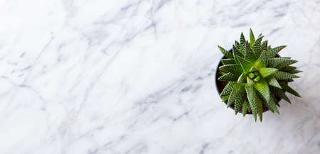 Home plant succulent, aloe on a table. Marble background. Copy space. Top view.の写真素材