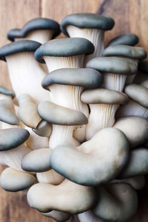 Oyster mushroom or Pleurotus ostreatus on wooden background. Close up.の写真素材