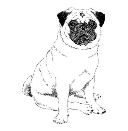 Black And White Illustration Of A Pug Dog In Sitting Postureのイラスト 素材 ストックフォト 写真素材のstock Foto ストックドットフォト