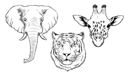 Set of black and white hand drawn wild animals. Illustration of elephant, tiger and giraffe.のイラスト素材