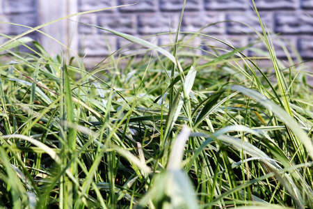 Close snapshot of grass