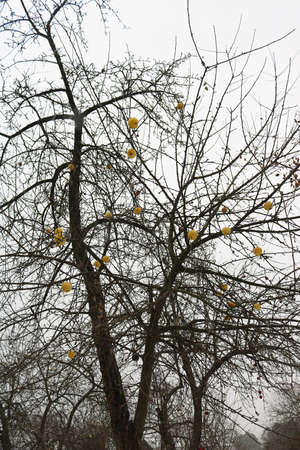 Apple tree in winter gardenの写真素材