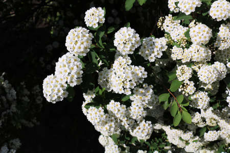 Beautiful close up photo of pyracantha blossoming flowersの写真素材