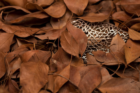 Glass sheet between dry objects. time in objects. Crystallization. Elegance.の写真素材