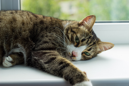 Relaxed cat lies on the window sillの写真素材
