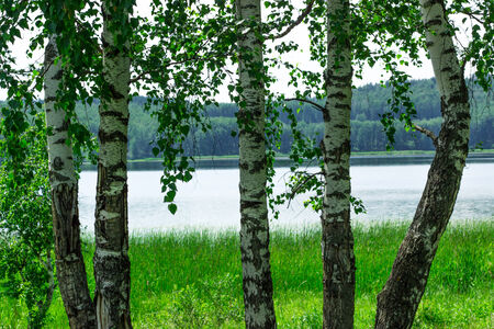 Some birches near the lake