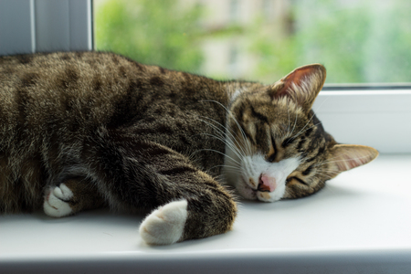 The cat sleeps on the window sillの写真素材