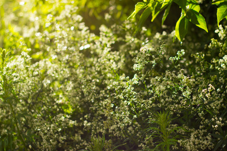 Herbs in the sunlightの写真素材