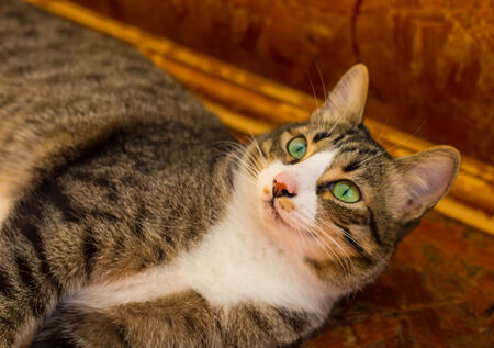 The cat stares at the frameの写真素材
