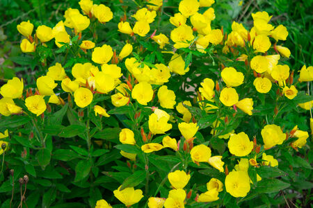 Small yellow flowersの写真素材
