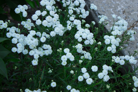 Small white flowersの写真素材